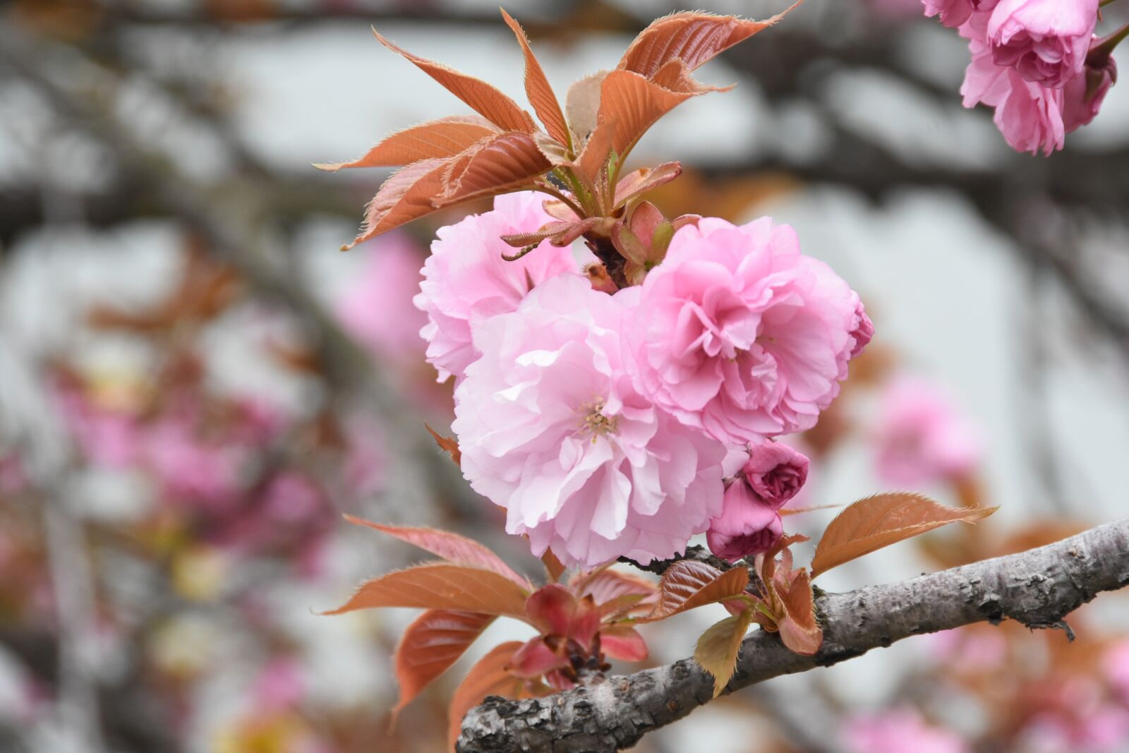 Nikon D7200 sample photo. Pink, flowers, spring photography