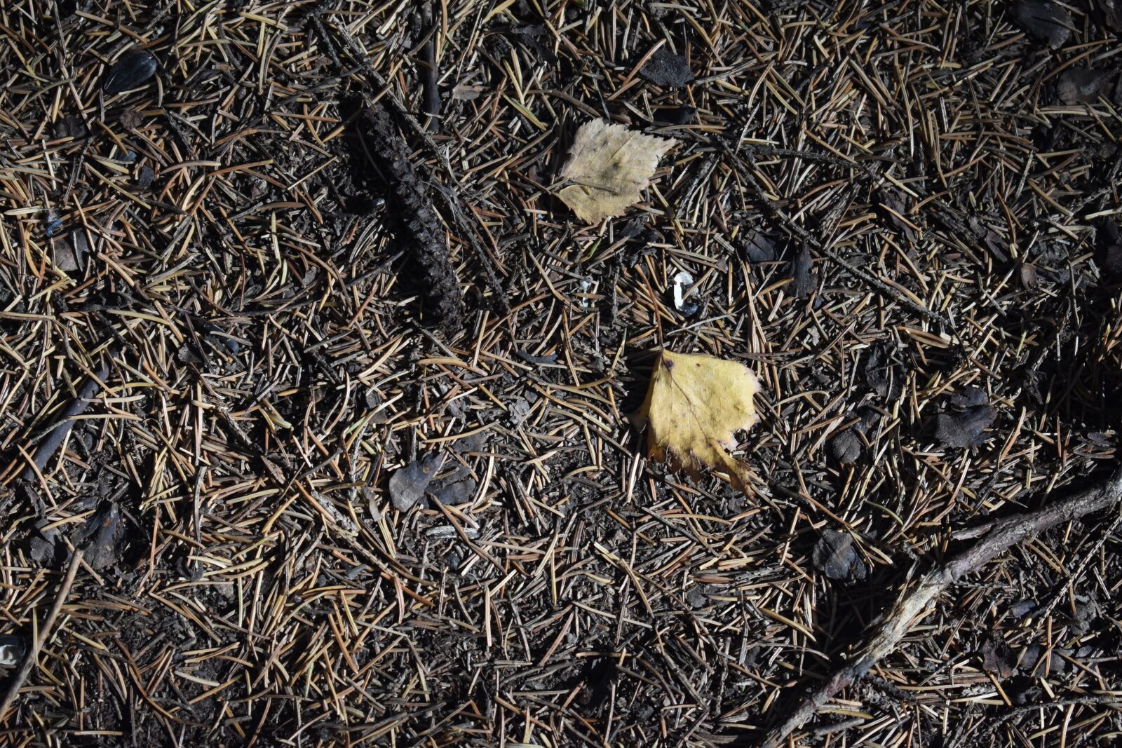 Nikon D3400 sample photo. Needle, pine, spruce photography