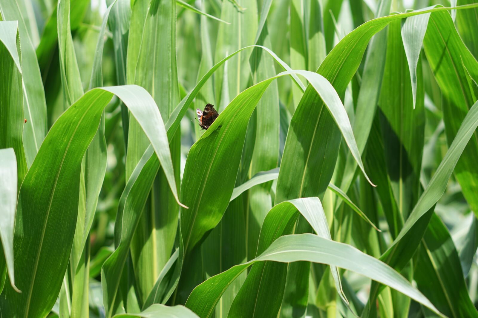 E 50mm F1.8 OSS sample photo. Cornfield, corn, corn cultivation photography
