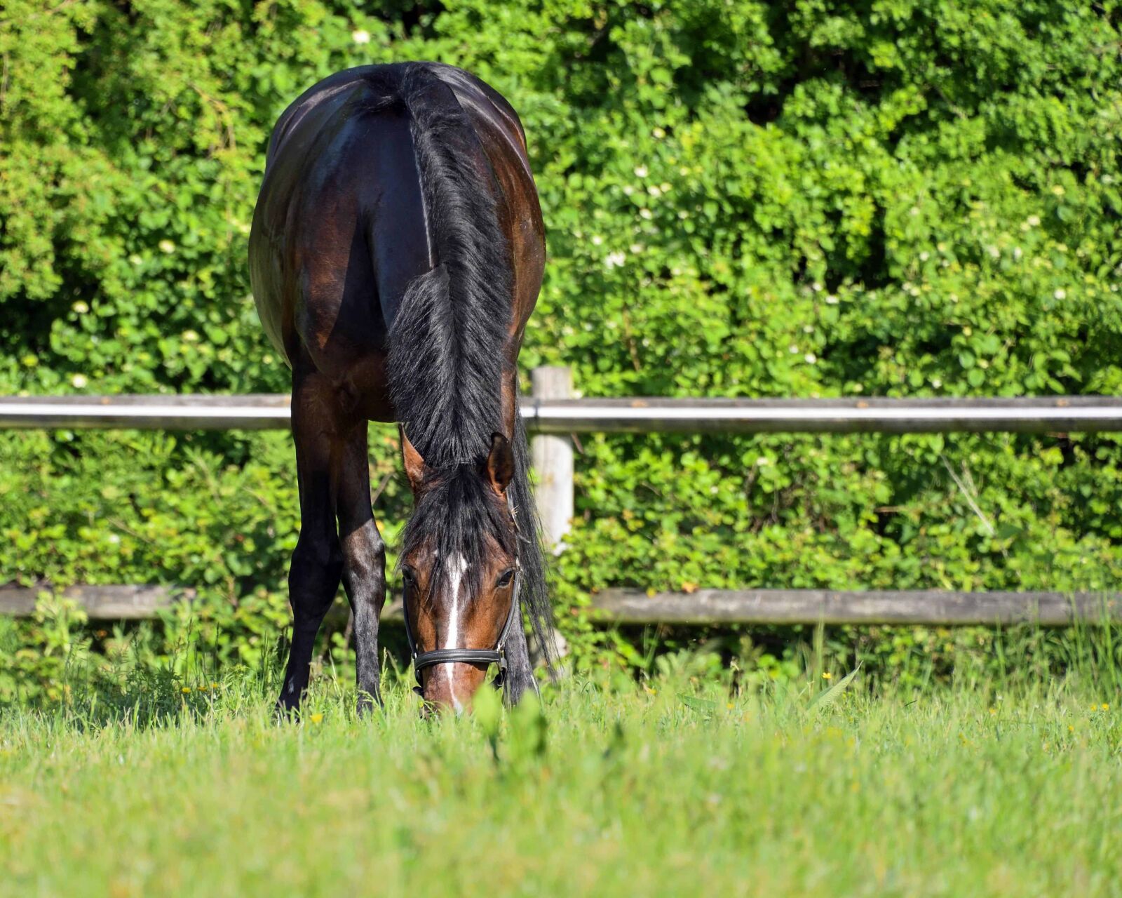 Nikon D500 sample photo. Horse, stallion, nature, animal photography