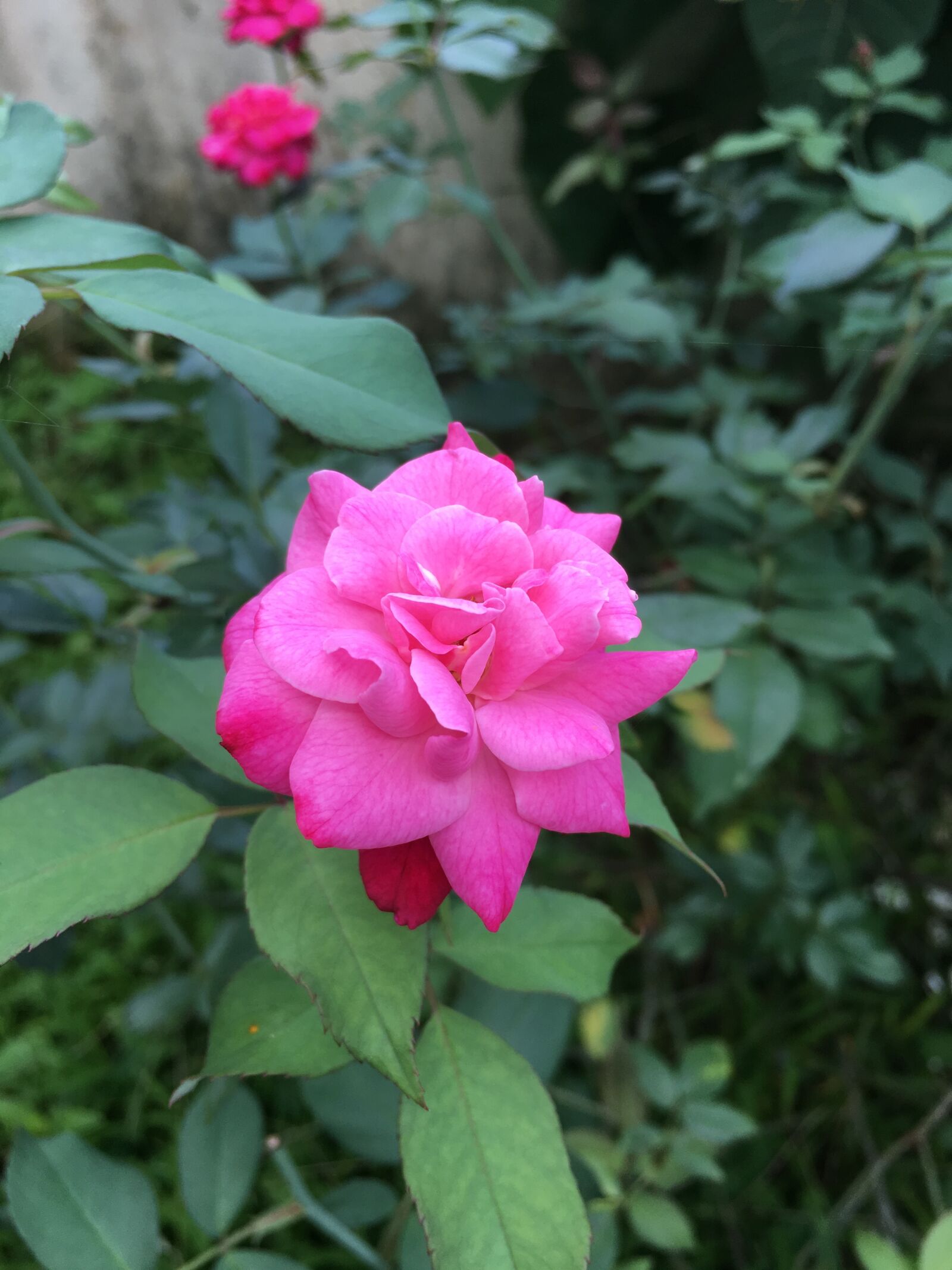 Apple iPhone 6s sample photo. Rose photography