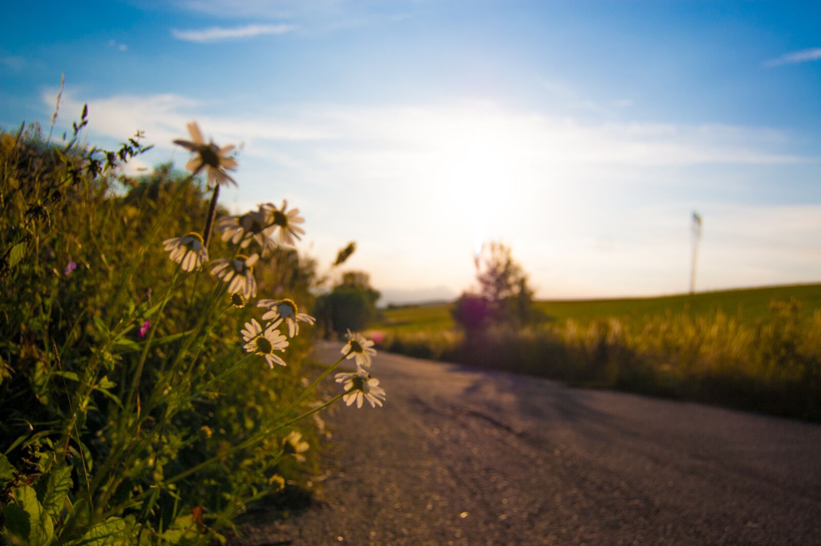 Nikon D40 sample photo. Landscape, sun, path photography