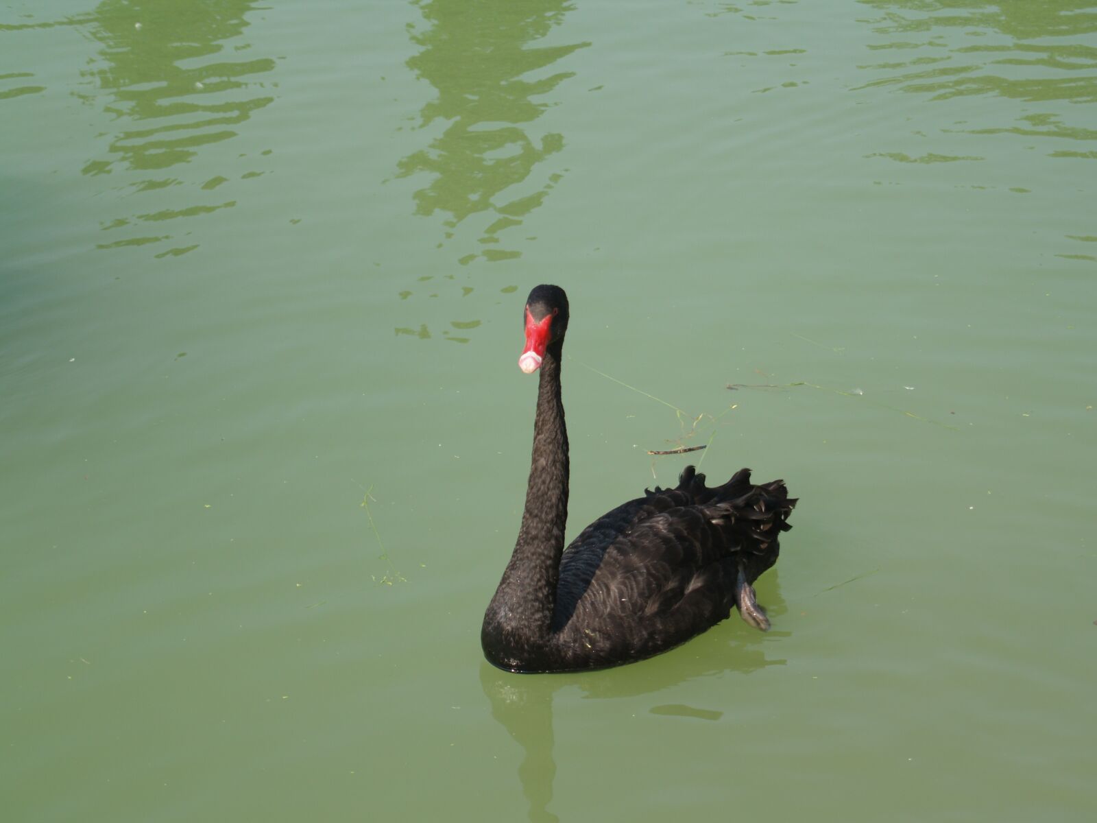 Olympus E-500 (EVOLT E-500) sample photo. Black swan, volatile, pond photography