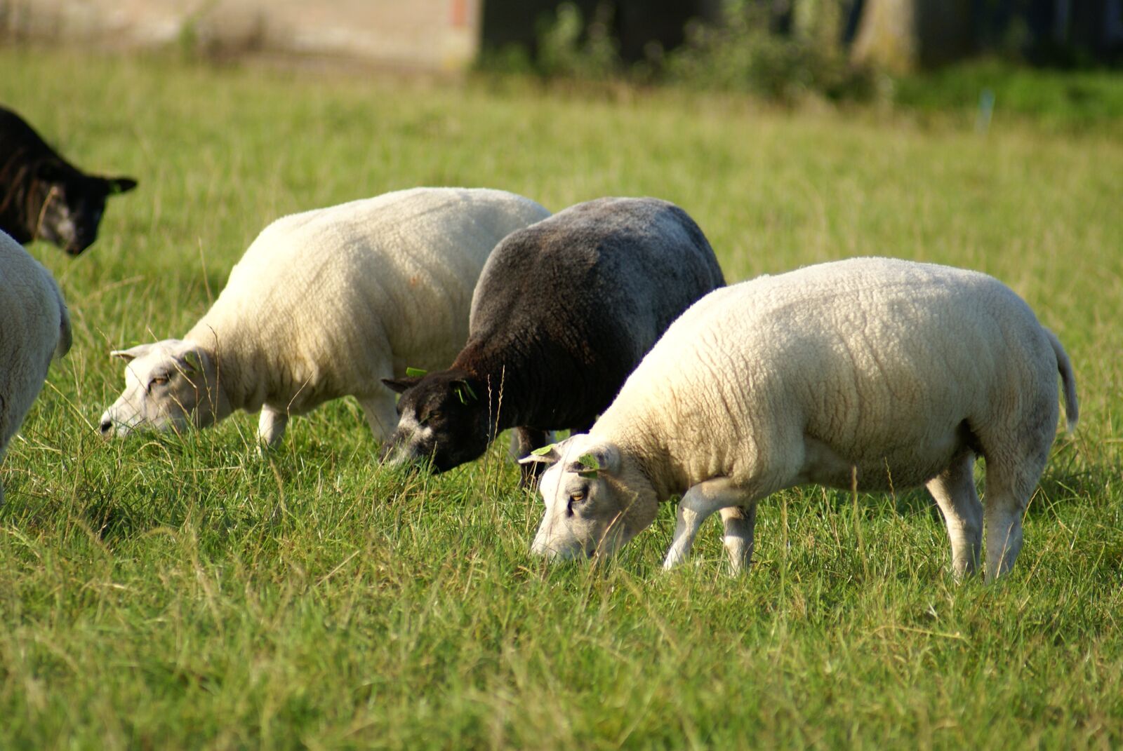 Sony Alpha DSLR-A100 sample photo. Nature, sheep, animals photography