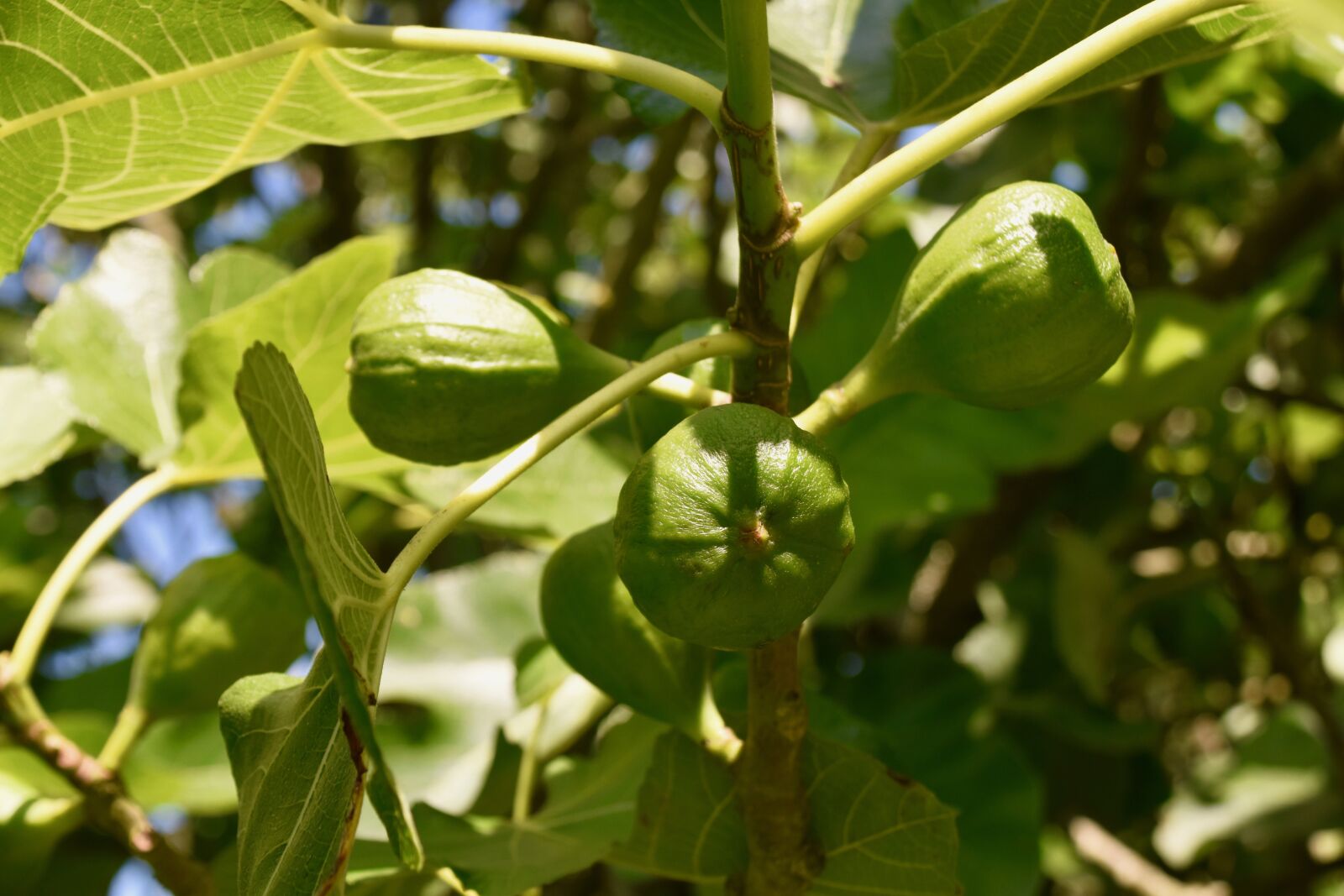 Nikon D5600 sample photo. Figs, fig tree, fruit photography