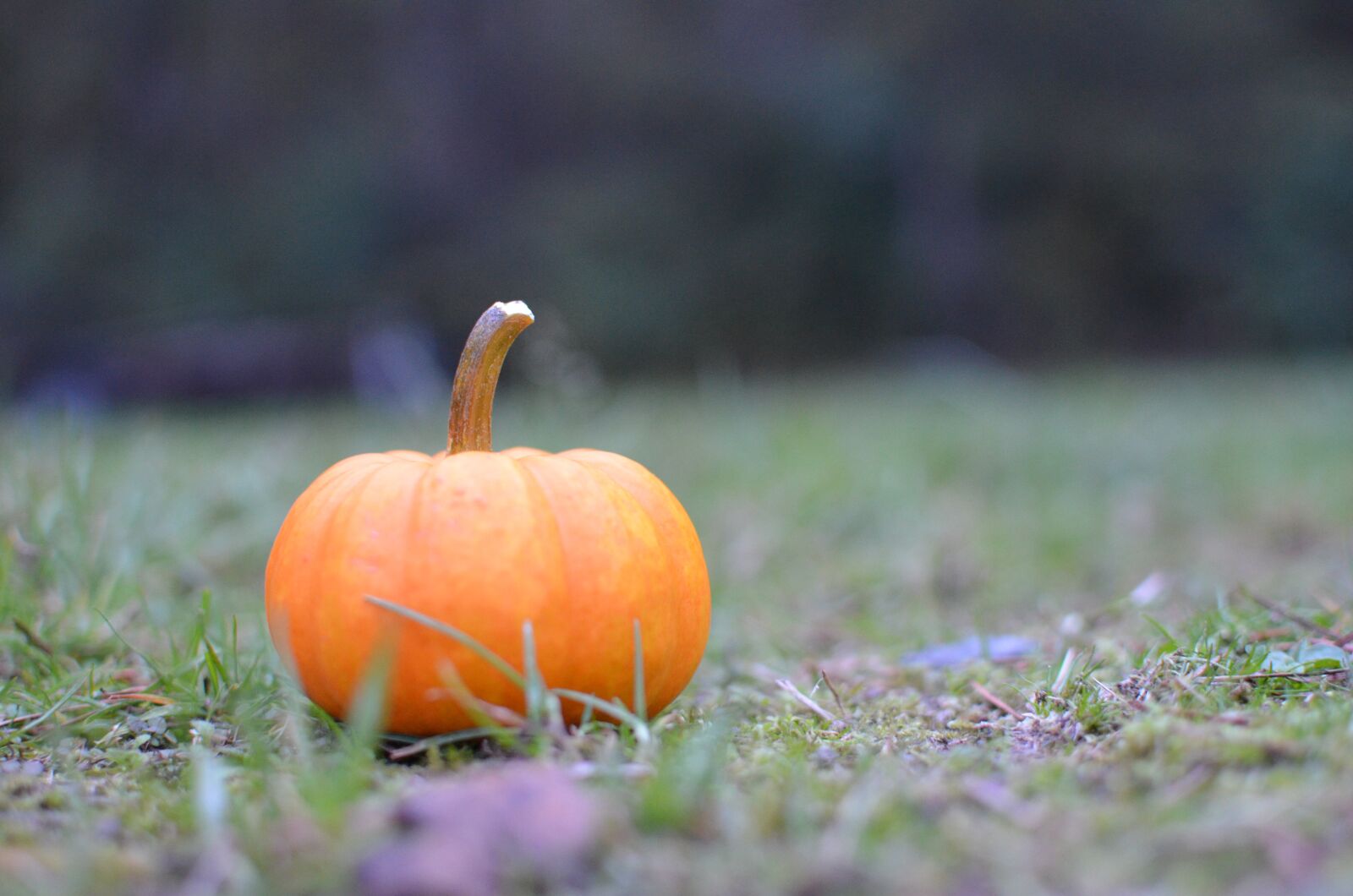 Nikon D5100 sample photo. Fall, pumpkin, halloween photography