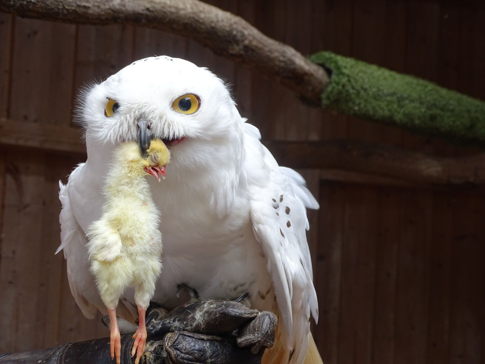 Sony Cyber-shot DSC-HX400V sample photo. Snowy owl, raptor, bird photography