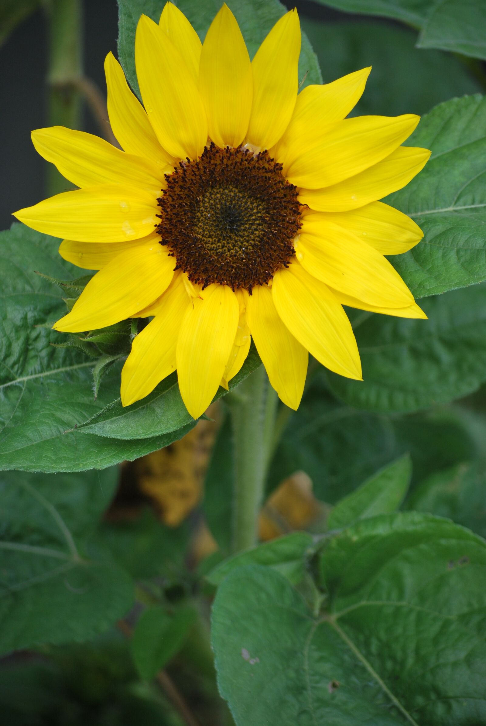 Nikon D60 sample photo. Sunflower, sunny, nature photography