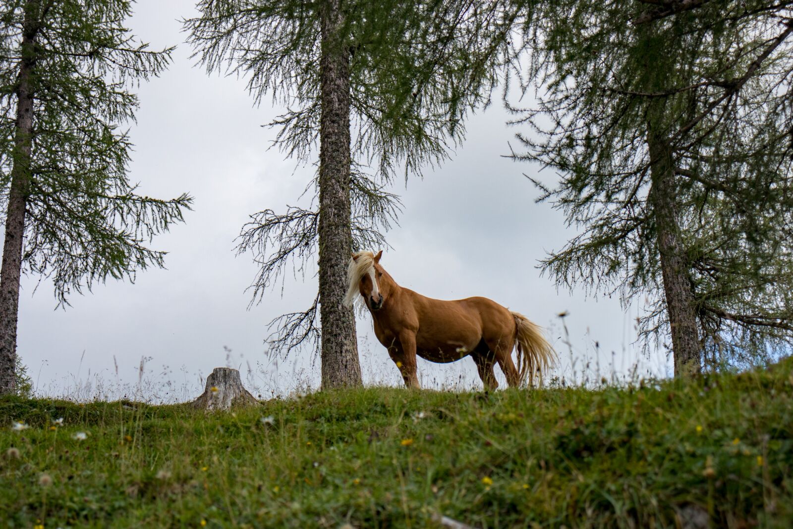 Canon EOS 200D (EOS Rebel SL2 / EOS Kiss X9) sample photo. Horse, nature, animal photography