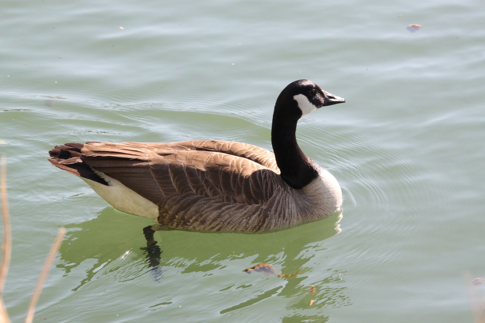 Canon EOS 500D (EOS Rebel T1i / EOS Kiss X3) sample photo. Animal, bird, wild bird photography