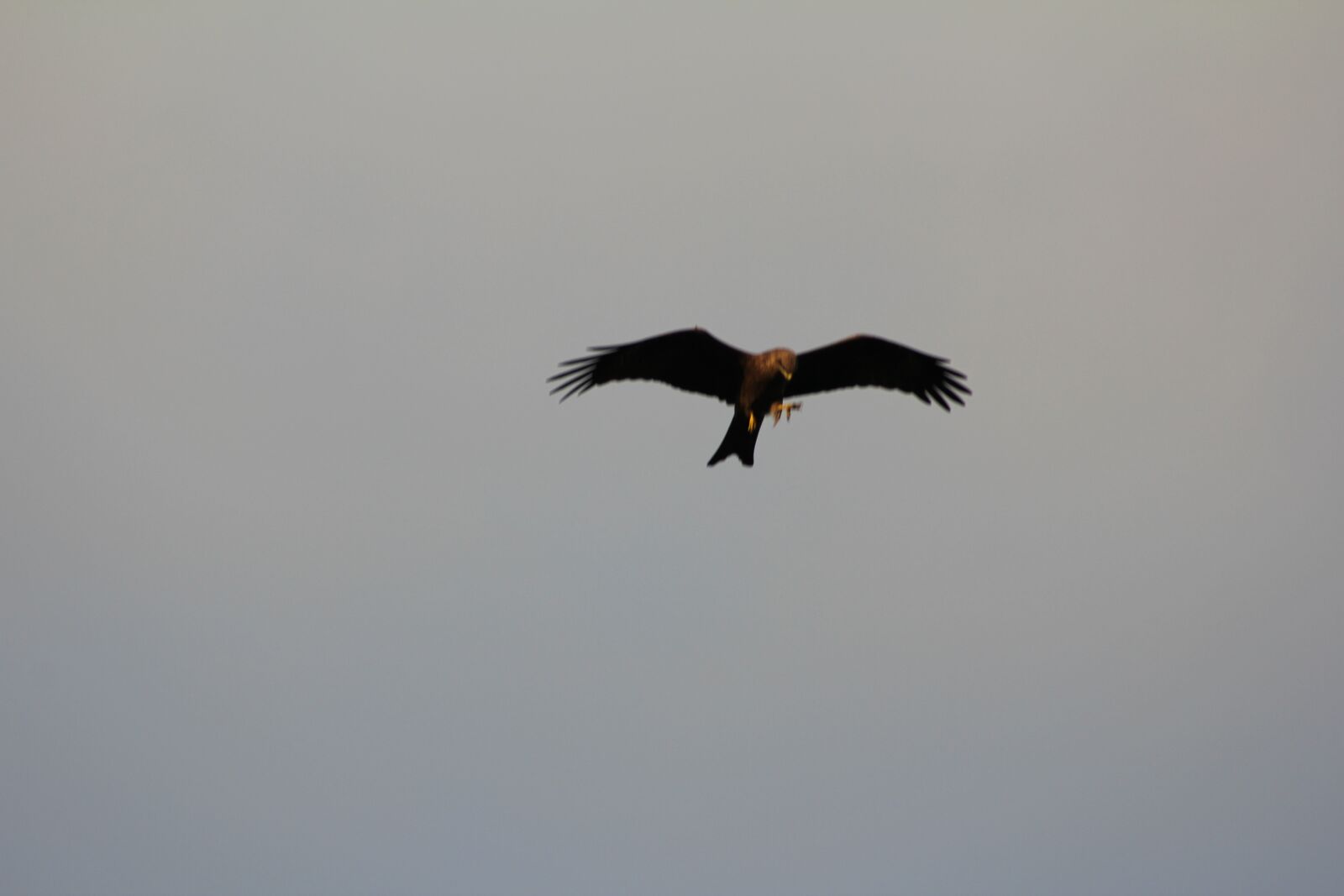 Canon EF 75-300mm f/4-5.6 USM sample photo. Flying, eagle, real photography