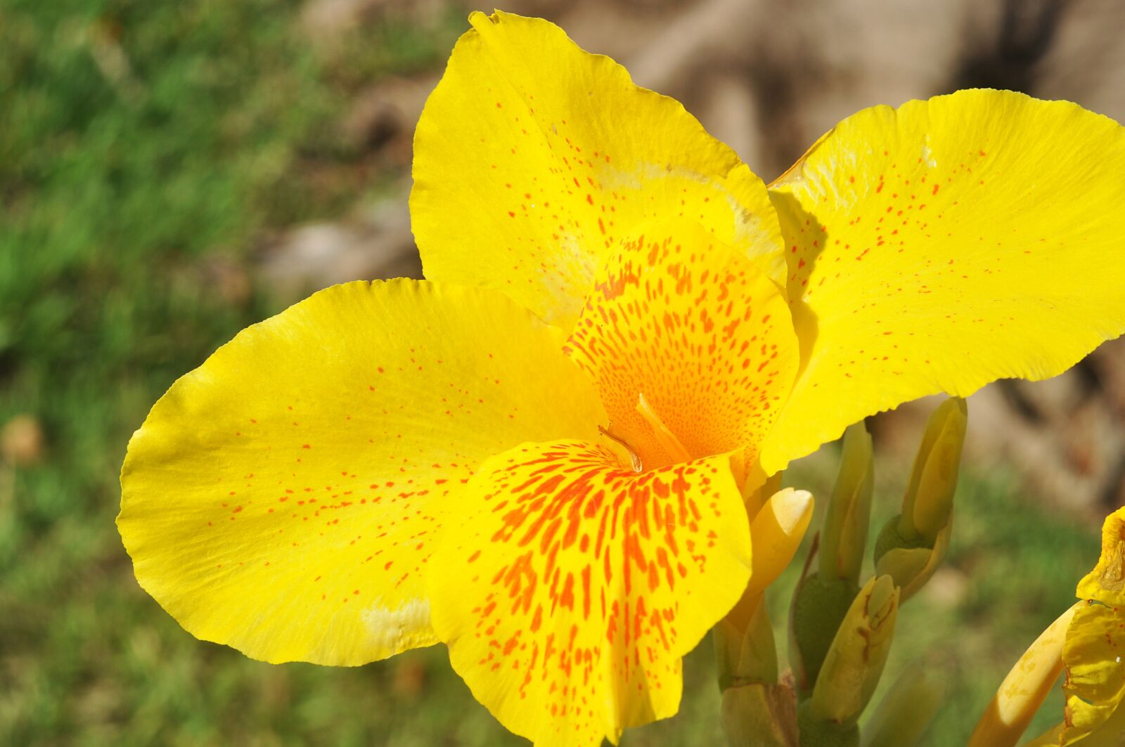 Nikon D90 sample photo. Spring, flower, field photography