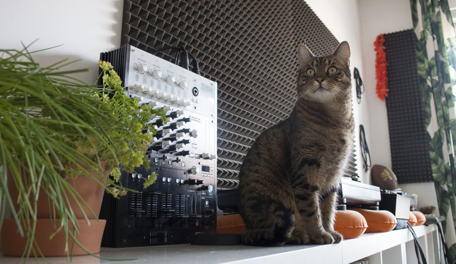 Canon EOS 70D + Canon EF-S 18-55mm F3.5-5.6 IS STM sample photo. Cat, green, kitty, music photography