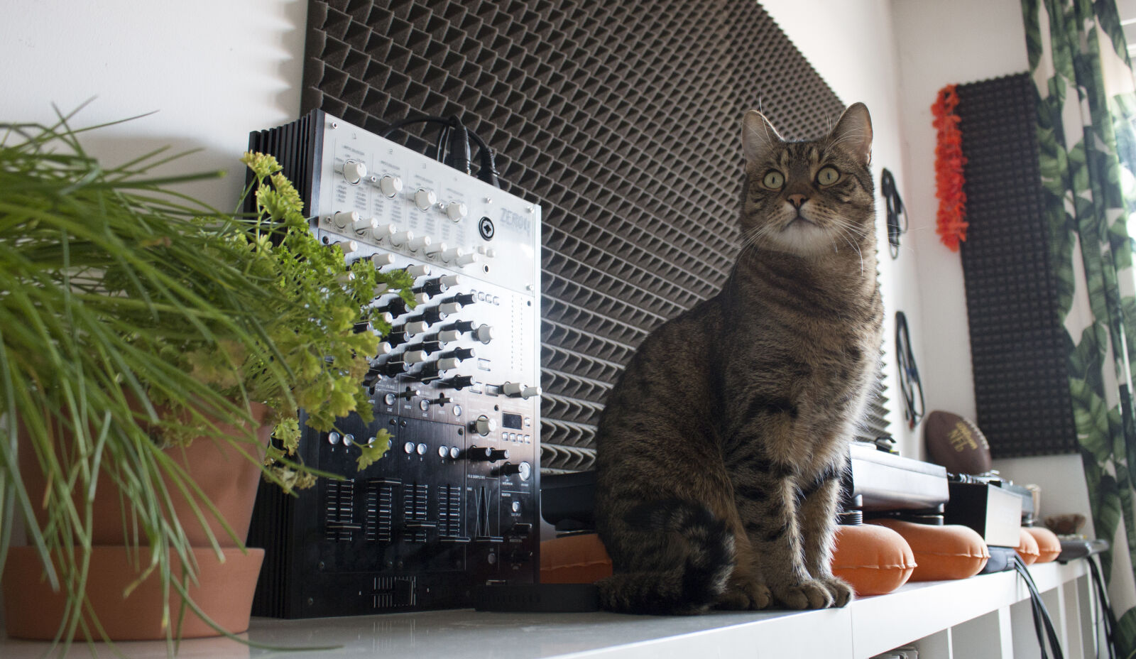 Canon EOS 70D sample photo. Cat, green, kitty, music photography