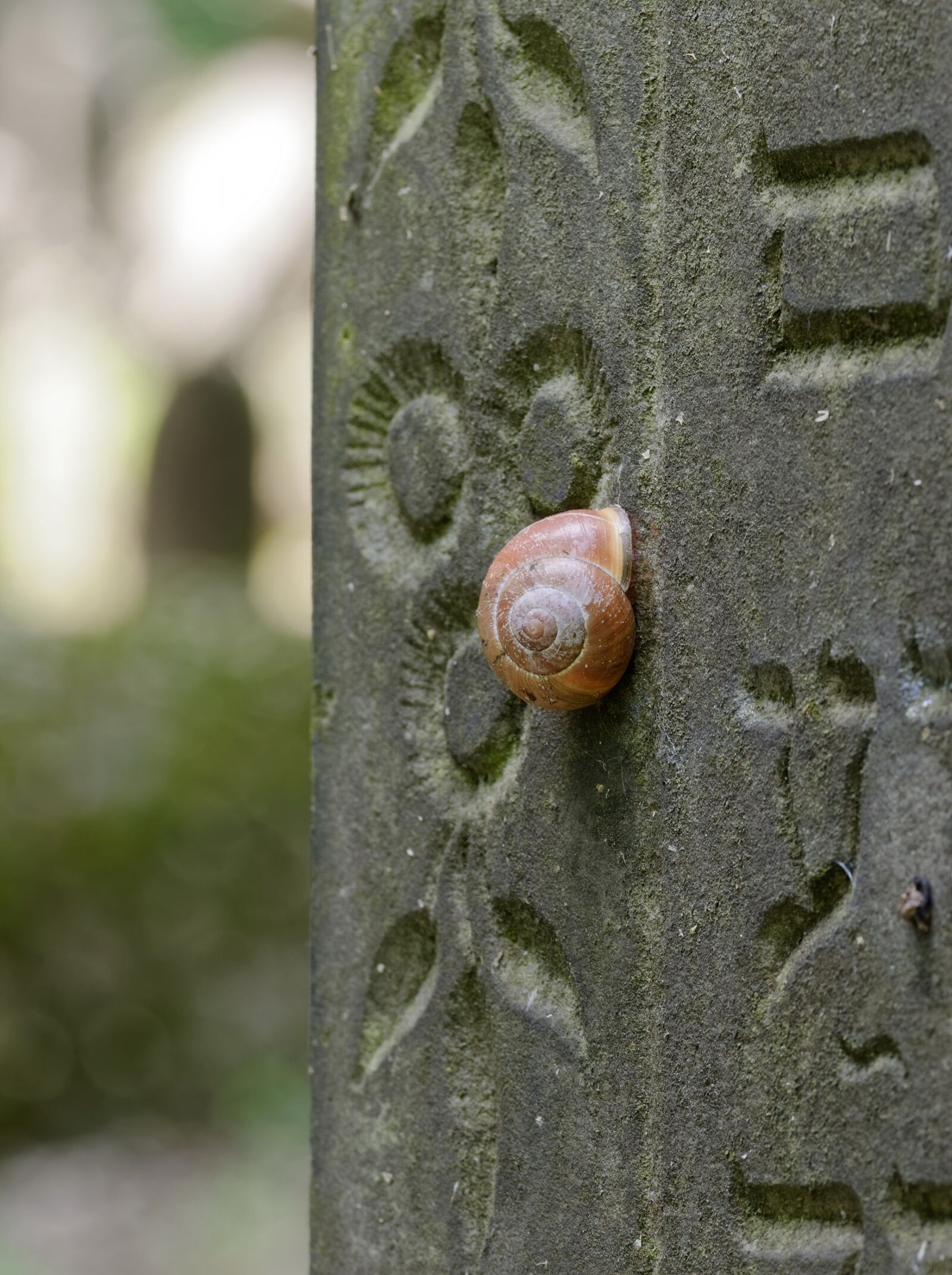Nikon D5100 sample photo. Shell, snail, stone photography
