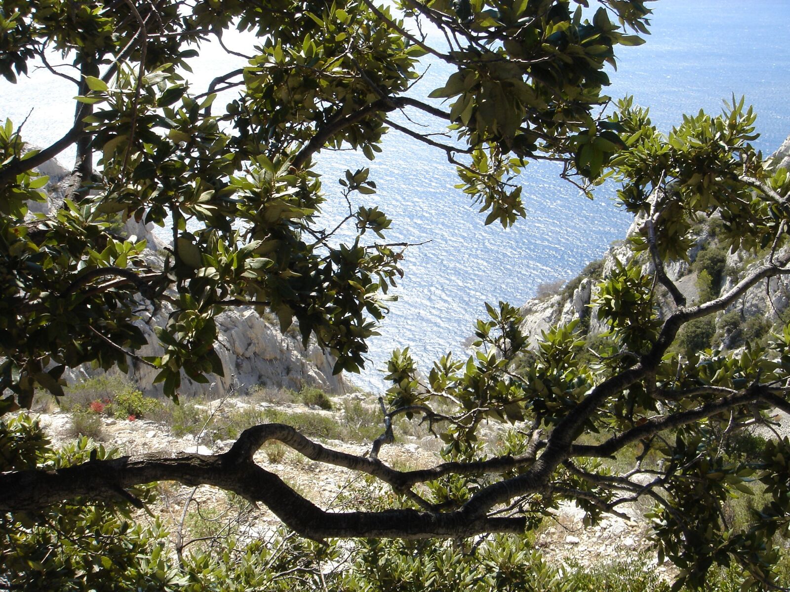 Sony DSC-T33 sample photo. Cove, sea, vegetation photography