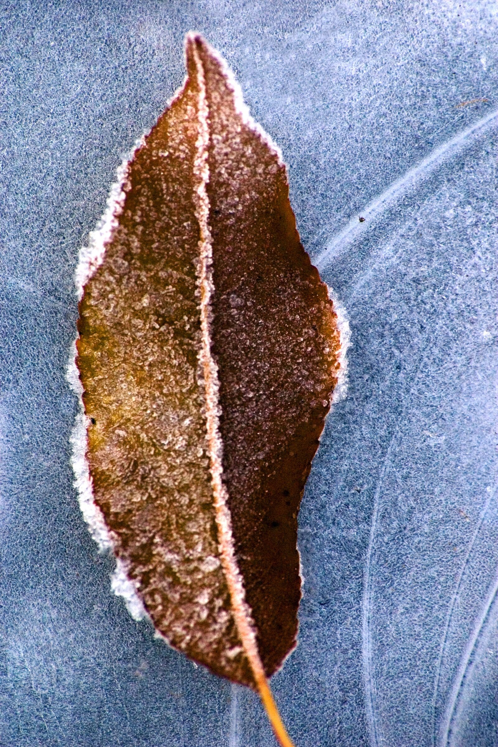 Canon EOS 300D (EOS Digital Rebel / EOS Kiss Digital) sample photo. Leaf, frost, ice photography