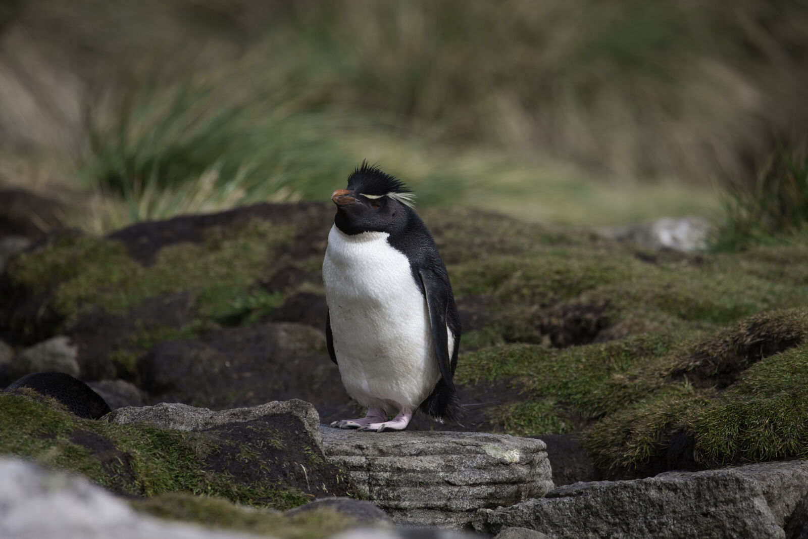 Canon EOS-1Ds Mark III sample photo. Falkland, islands, penguin, rockhopper photography