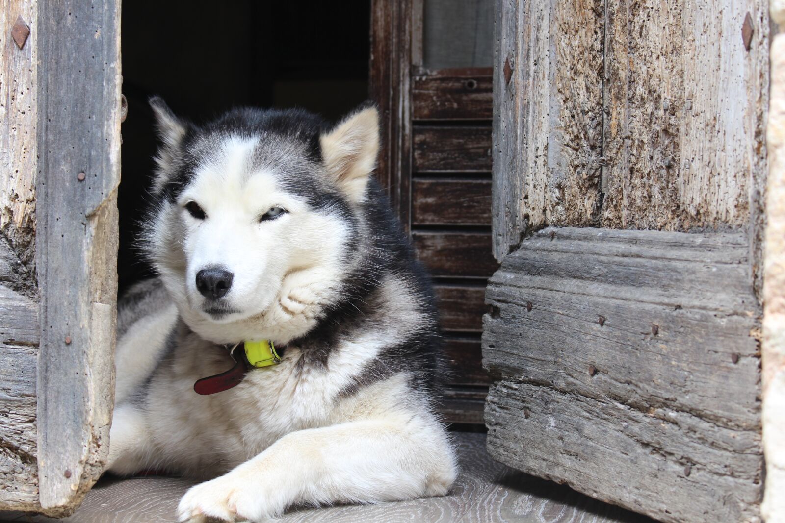 Canon EOS 700D (EOS Rebel T5i / EOS Kiss X7i) sample photo. Dog, husky, alps photography