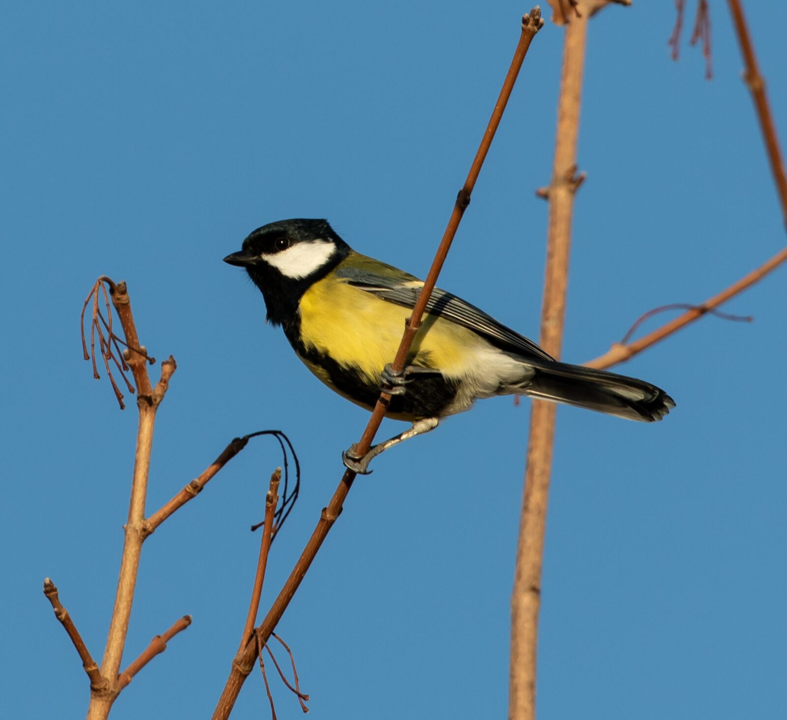 Canon EOS 7D Mark II sample photo. Great tit, tit, small photography