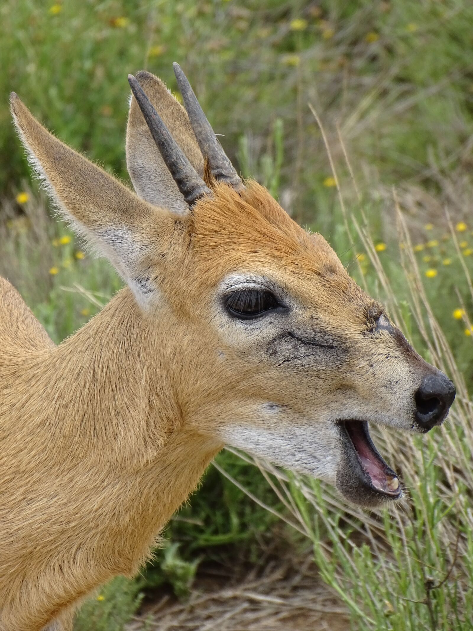 Sony Cyber-shot DSC-HX400V sample photo. Duiker, antelope, mammal photography
