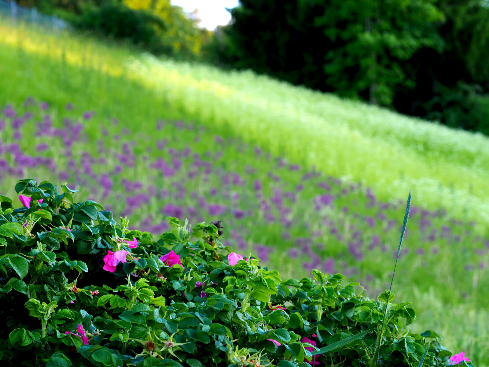 Olympus OM-D E-M1X sample photo