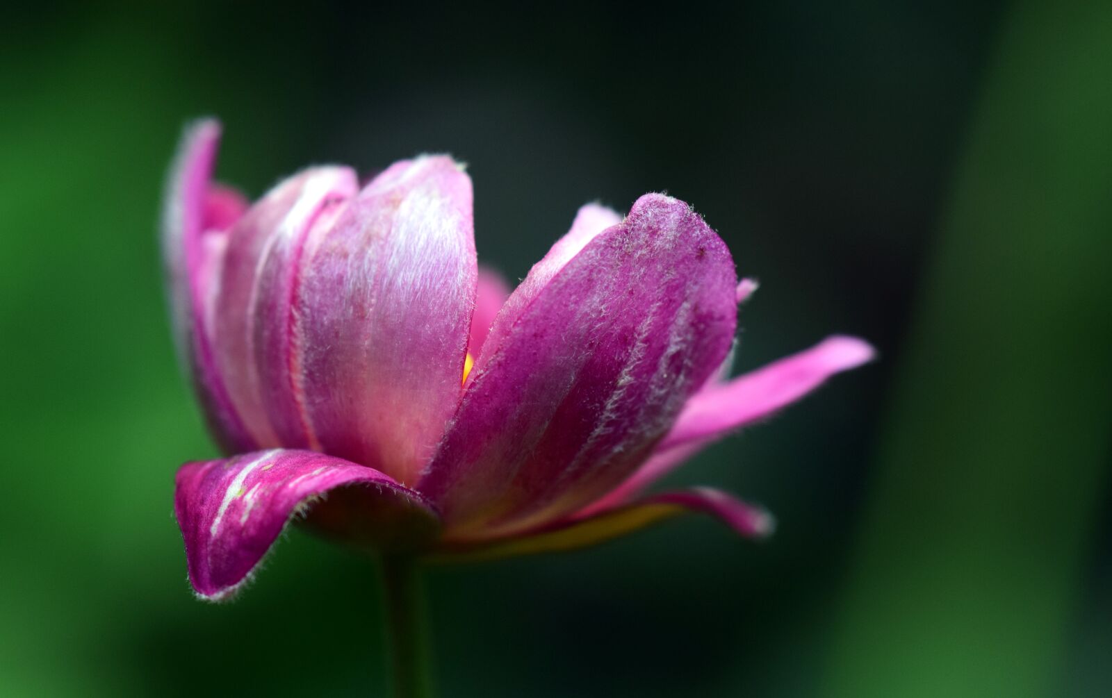 Nikon D3300 sample photo. Anemone, blossom, bloom photography