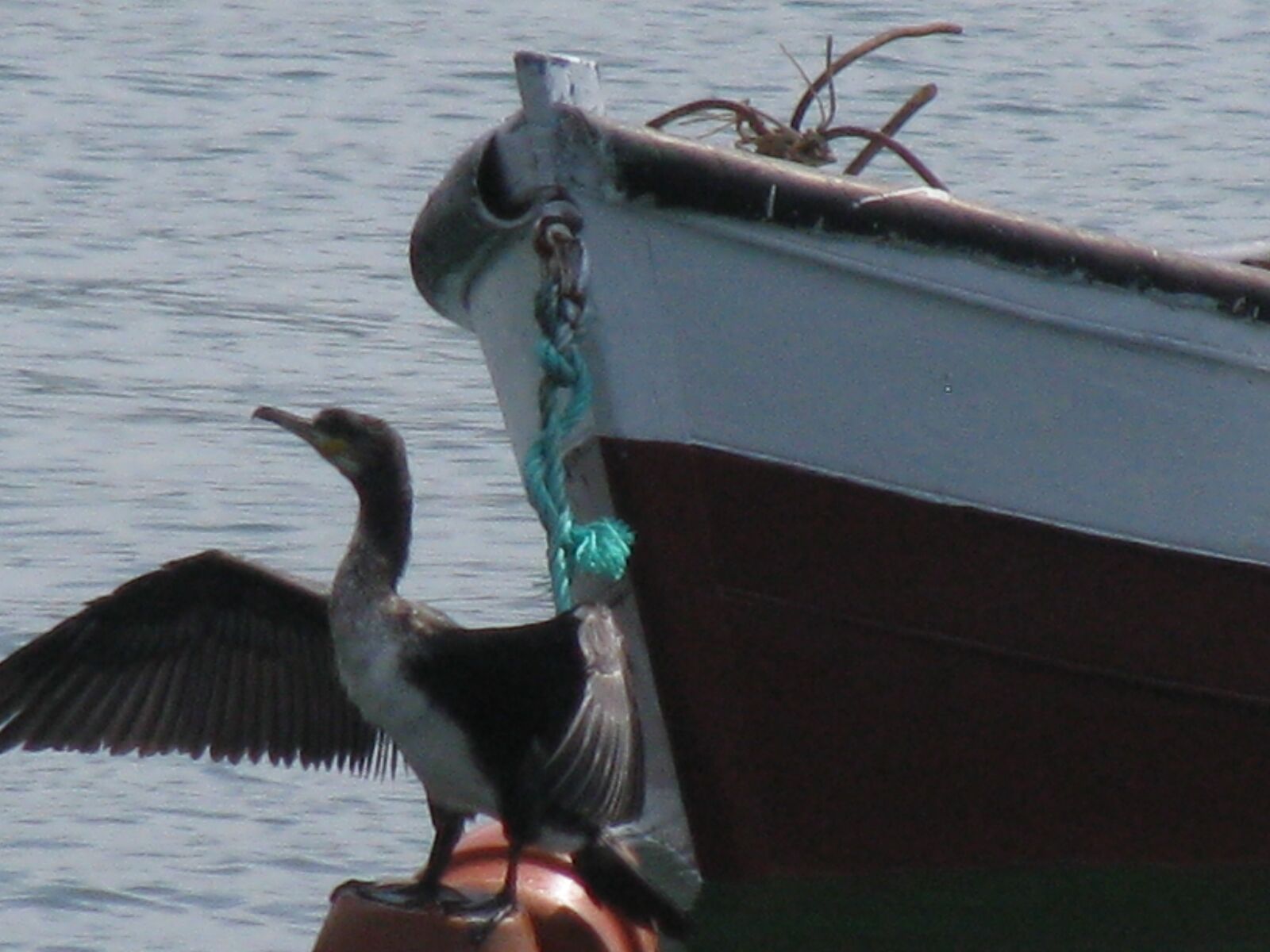 Утка в море хвост на заборе. L-16 Sea Duck.