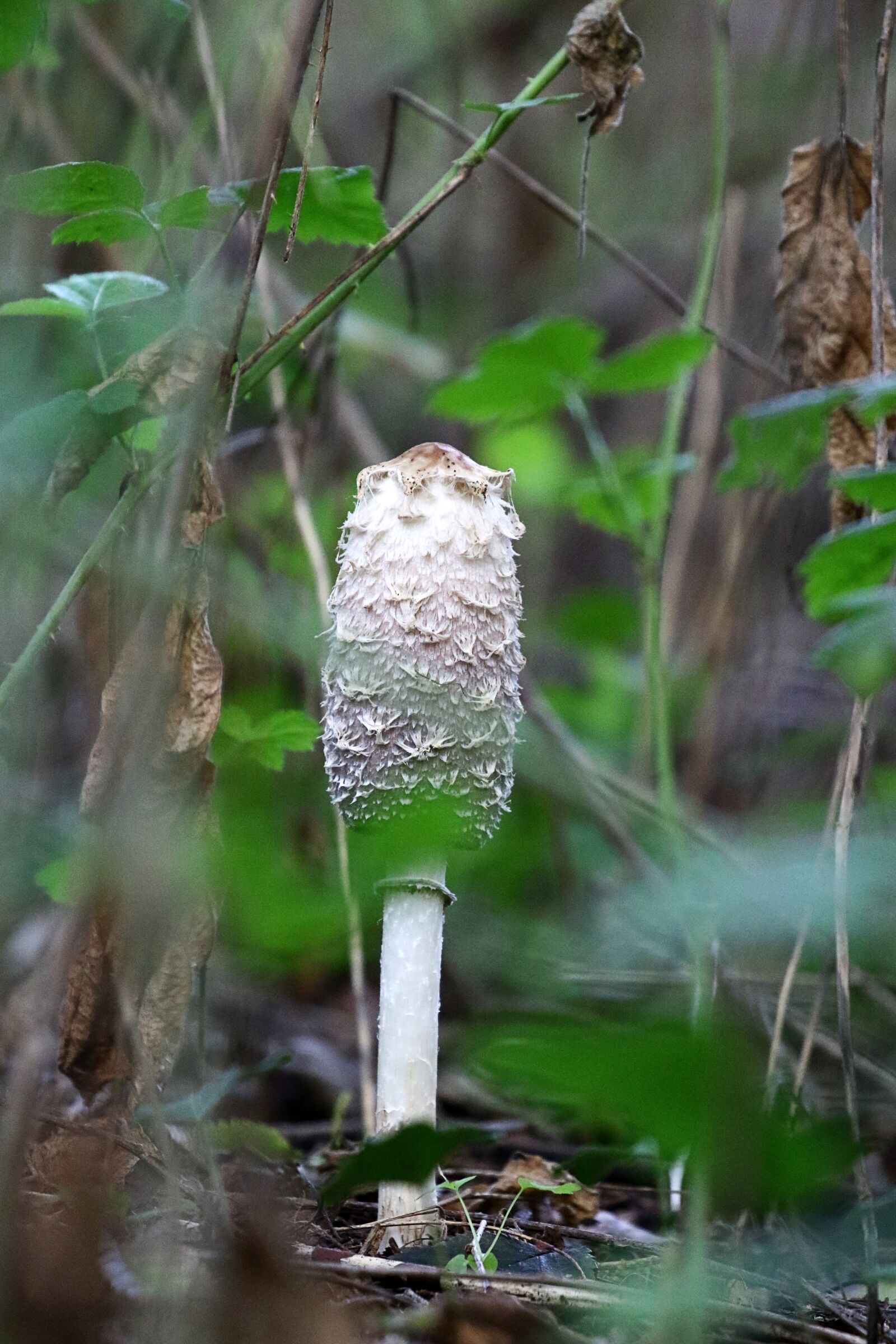Canon EOS 7D Mark II sample photo. Autumn, humidity, mushrooms photography