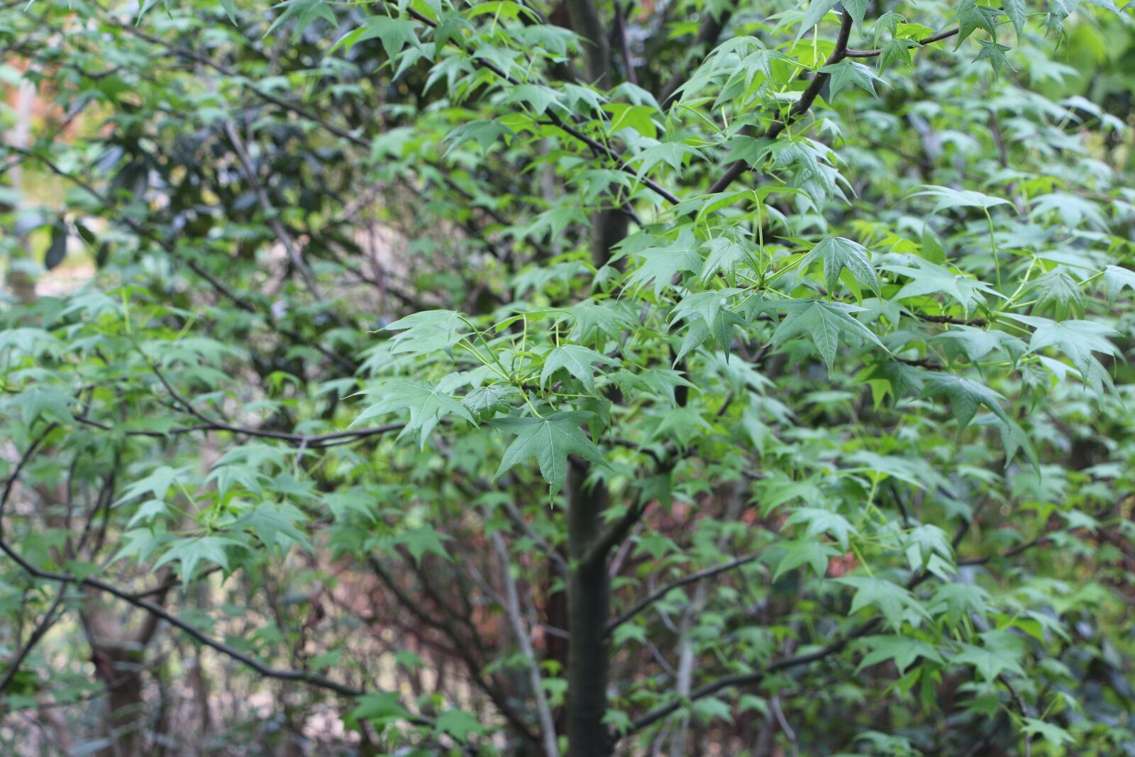 Canon EOS 700D (EOS Rebel T5i / EOS Kiss X7i) sample photo. Tree, campus trees, trees photography