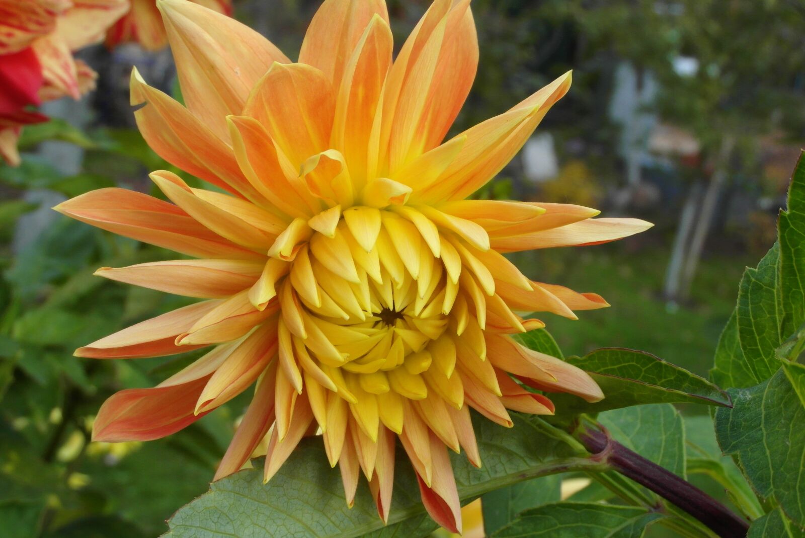 Samsung WB750 sample photo. Dalia, flower, orange photography