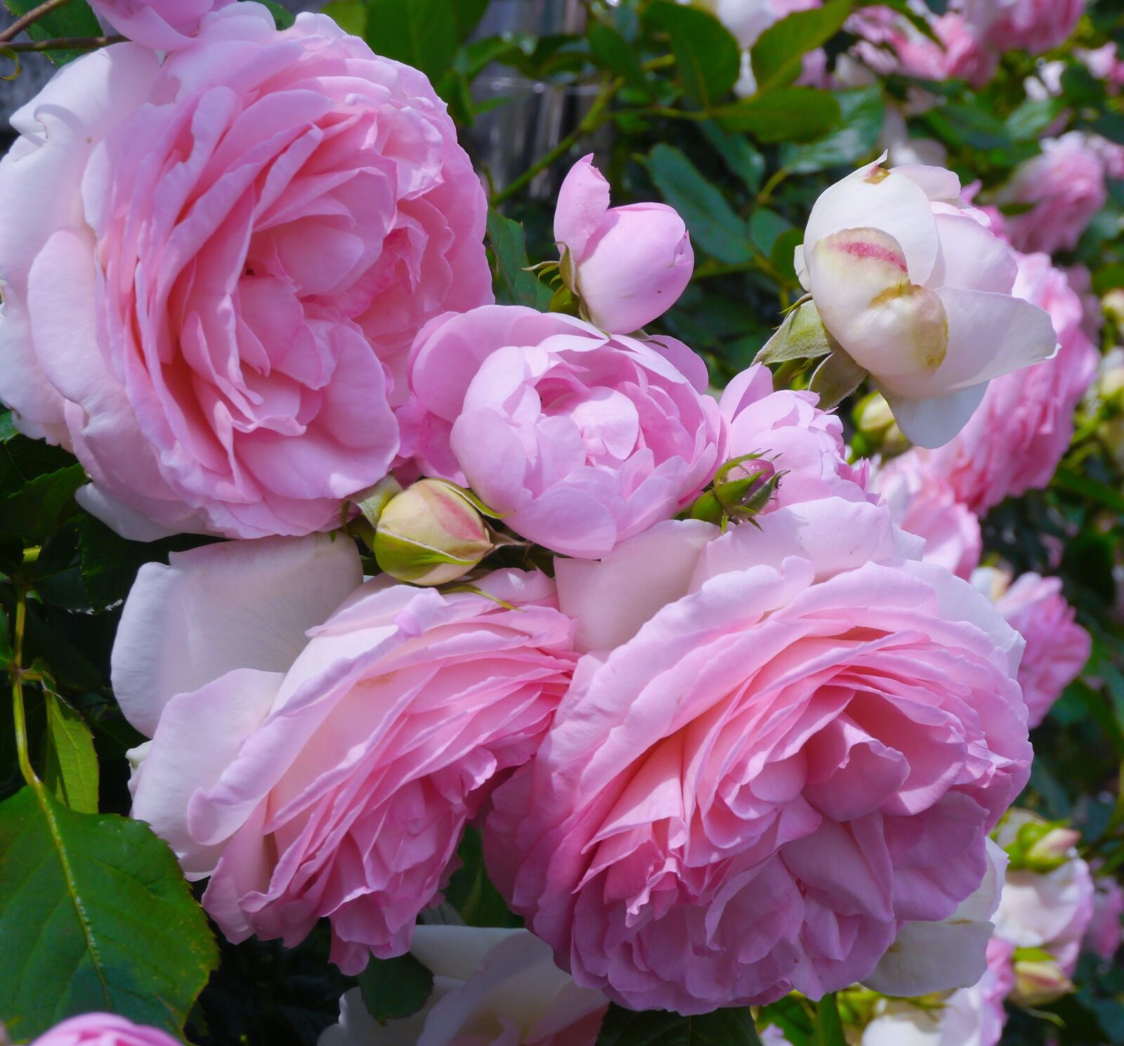 Panasonic Lumix DMC-GX1 sample photo. Verny park, france, rose photography