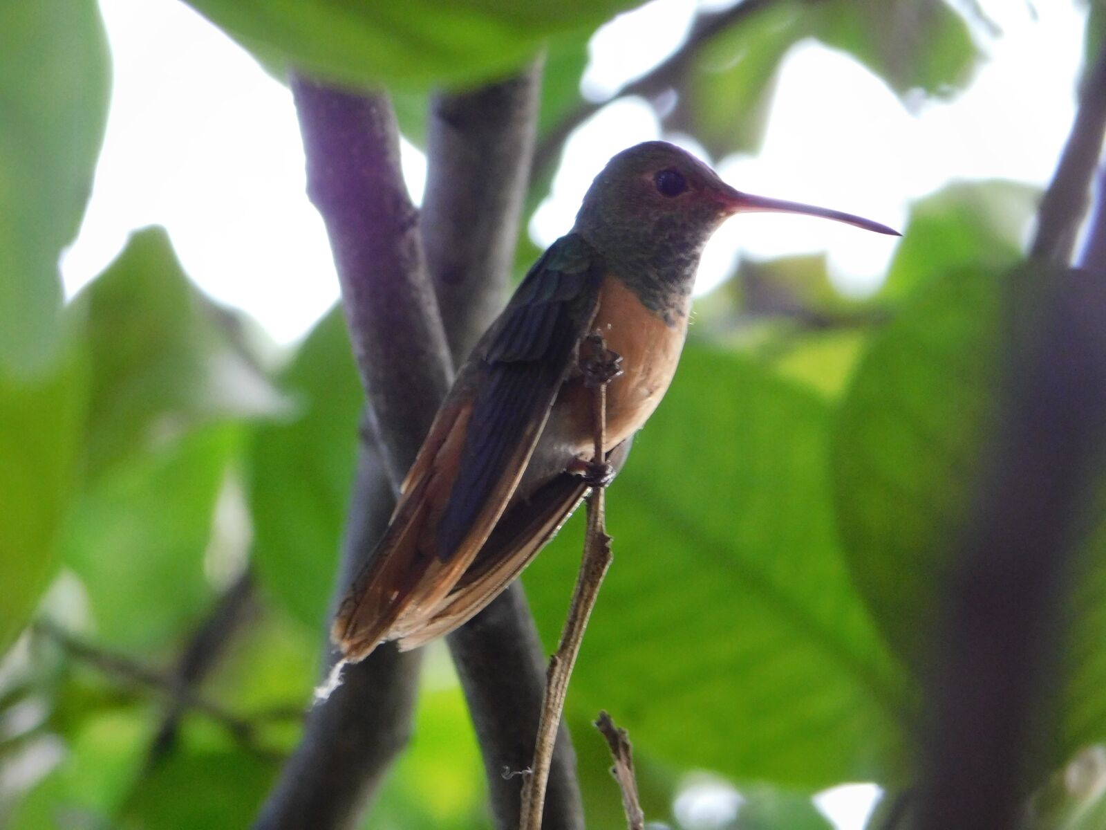 Nikon Coolpix B500 sample photo. Colibri, bird, hummingbird photography