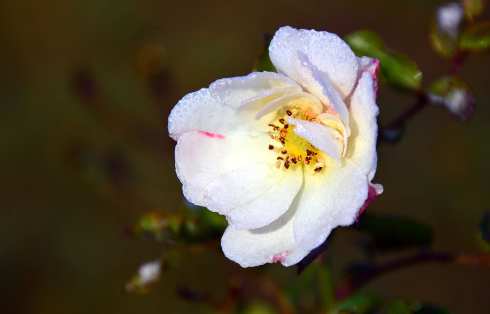 Nikon D3200 sample photo. Rose, wild rose, roses photography