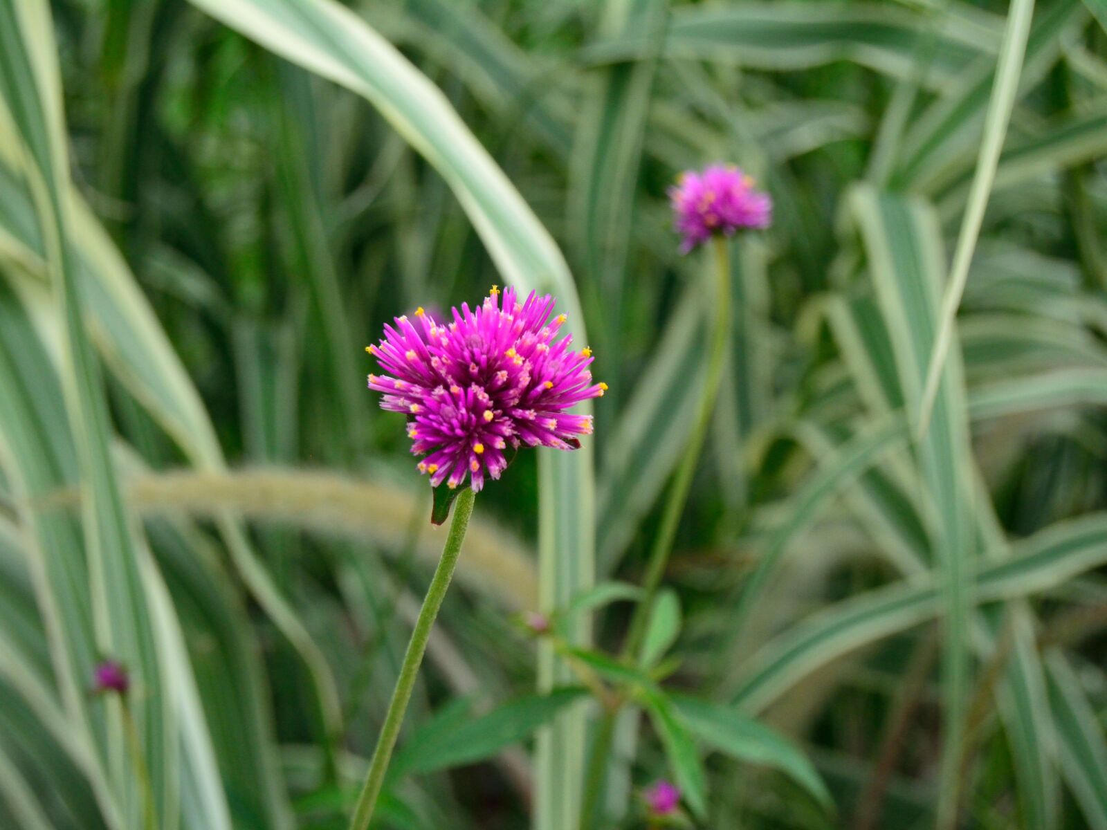Nikon D5200 sample photo. Pink, flower, mauve photography