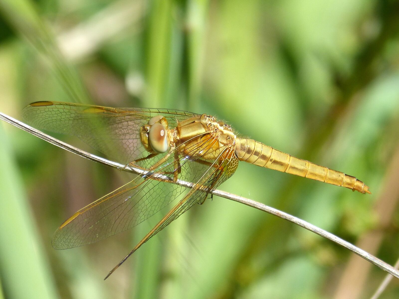 Panasonic DMC-FZ62 sample photo. Golden dragonfly, sympetrum meridionale photography