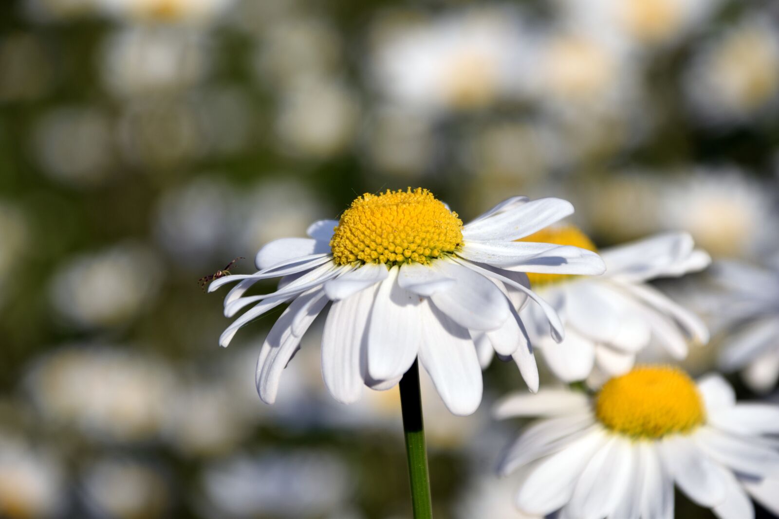 Nikon D3300 sample photo. Marguerite, daisy field, yellow photography