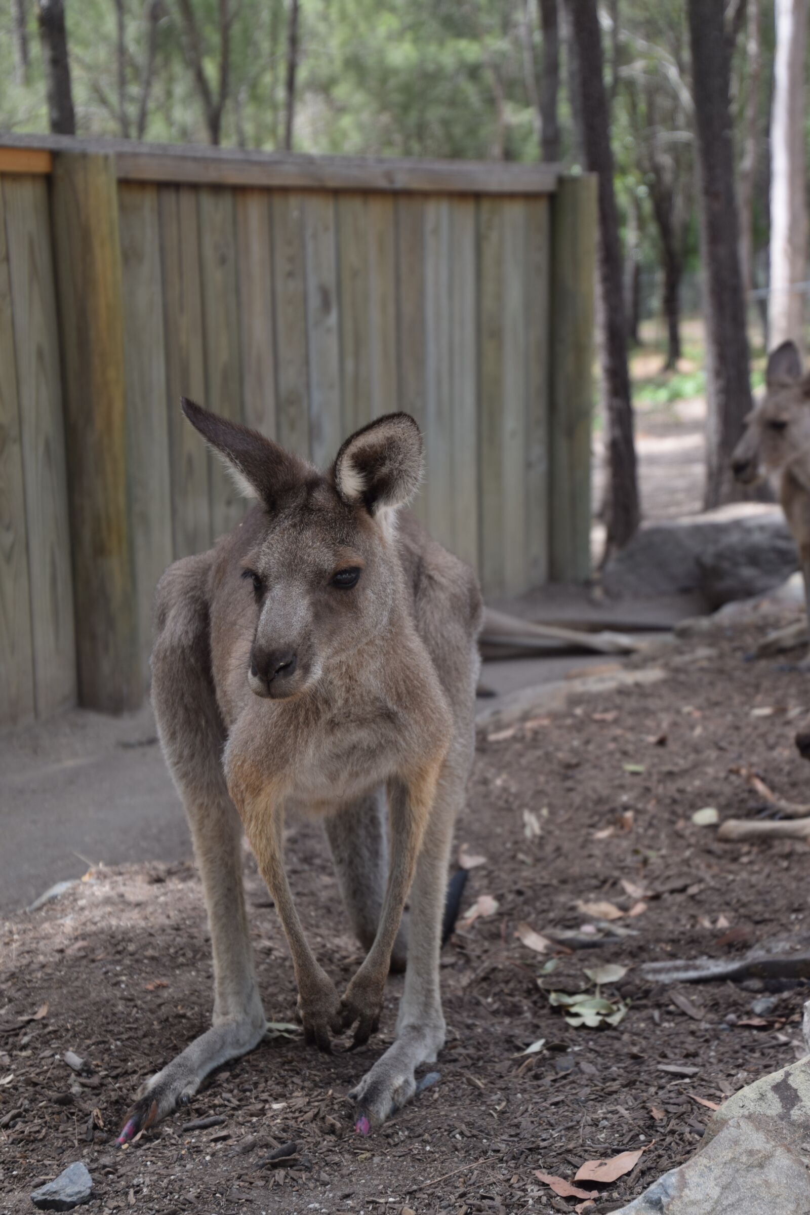 Nikon D5300 sample photo. Kangaroo, australia, wildlife photography