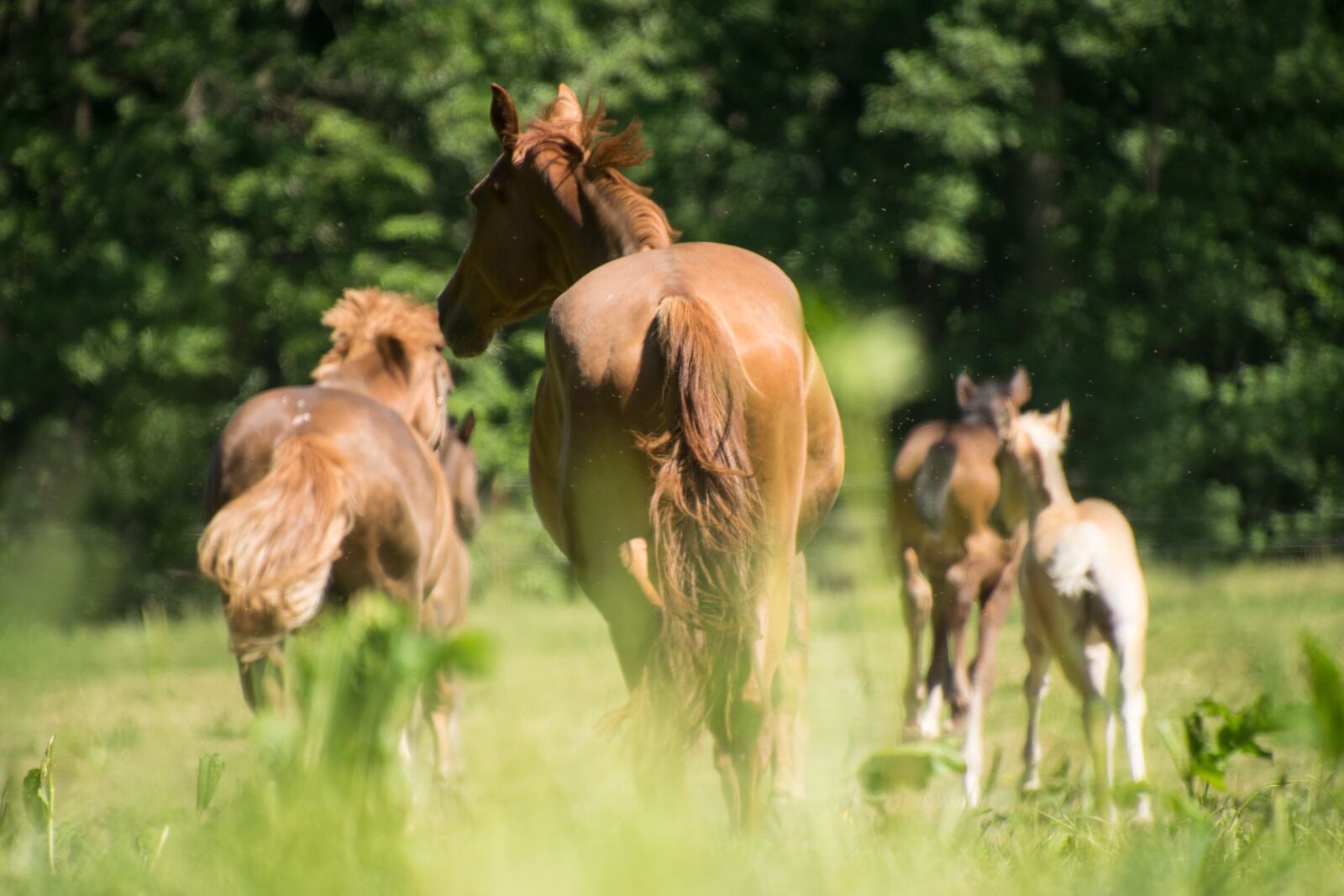 Nikon D3300 sample photo. Horse, race, animal photography