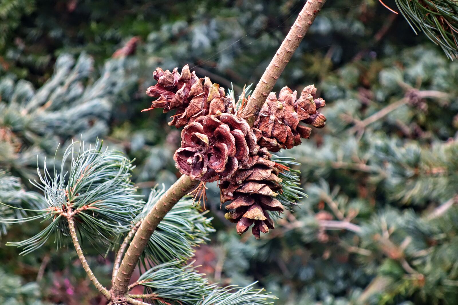 Sony Cyber-shot DSC-RX100 sample photo. Cone, conifer cone, female photography