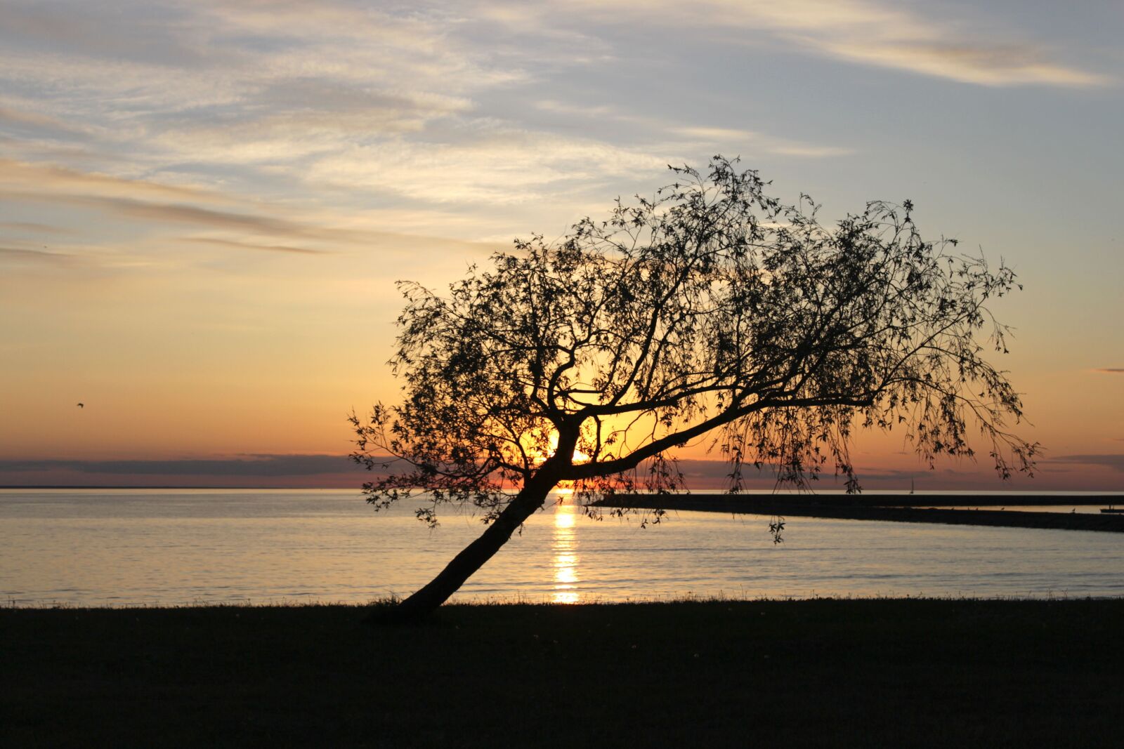 Canon EOS 500D (EOS Rebel T1i / EOS Kiss X3) sample photo. Sunset, tree, summer photography