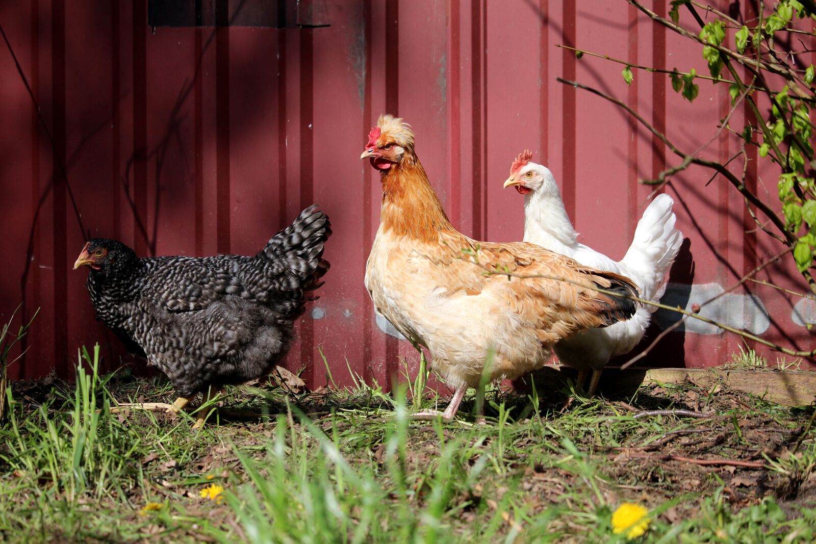 Canon EOS 700D (EOS Rebel T5i / EOS Kiss X7i) sample photo. Chickens, three, colorful photography