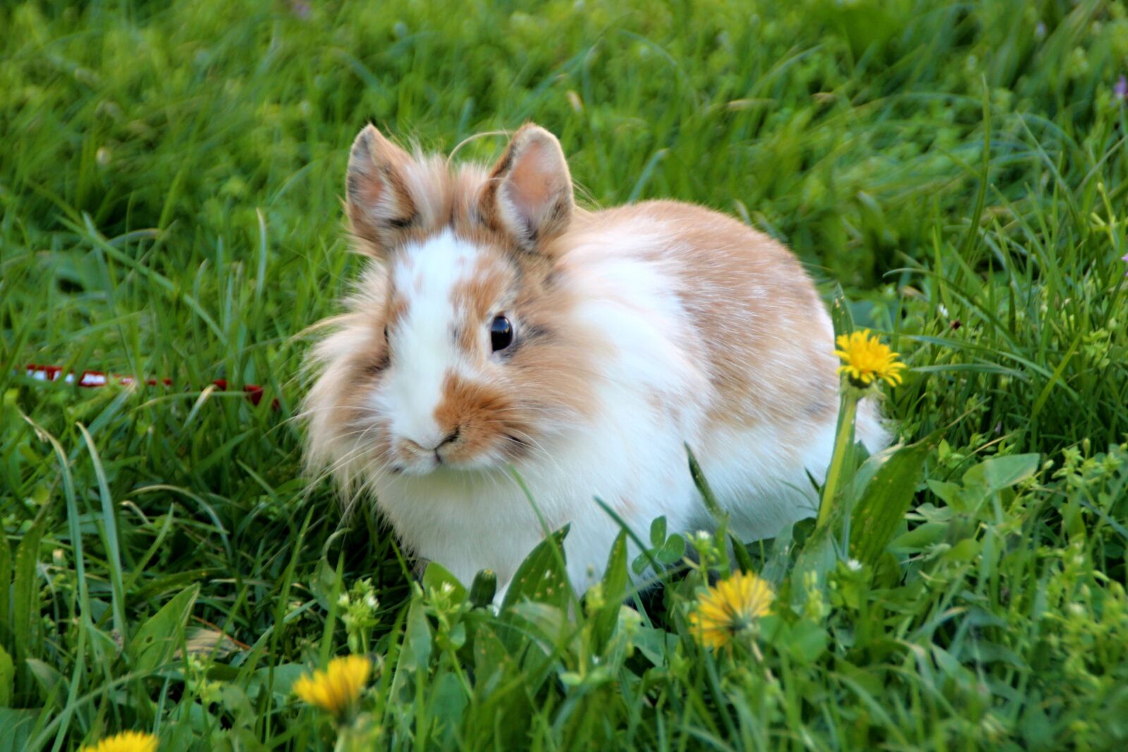 Canon EOS 1300D (EOS Rebel T6 / EOS Kiss X80) sample photo. The rabbit the lion's photography