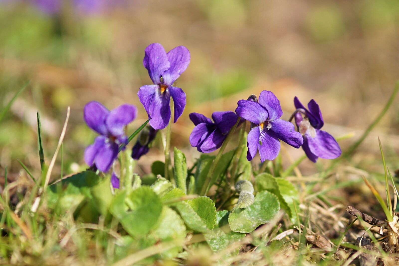 Sony a6000 + E 60mm F2.8 sample photo. Flowers, plant, spring photography