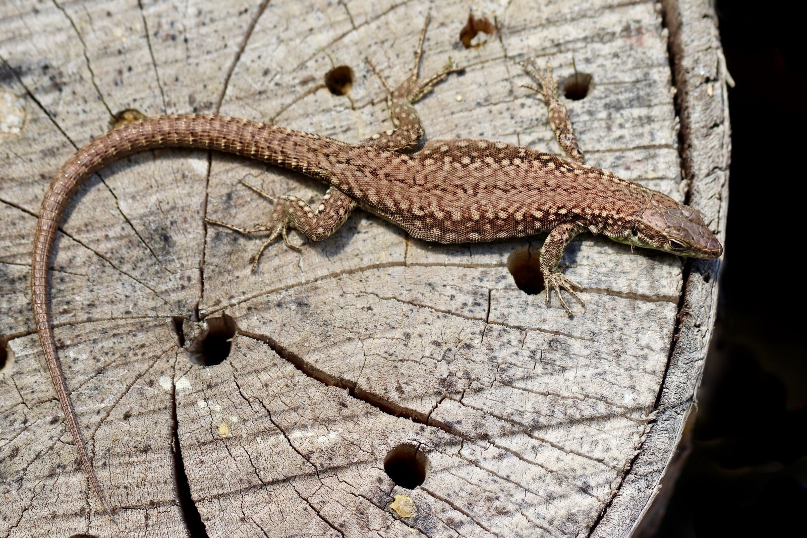 Canon EF 100mm F2.8L Macro IS USM sample photo. Lizard, reptile, insect hotel photography