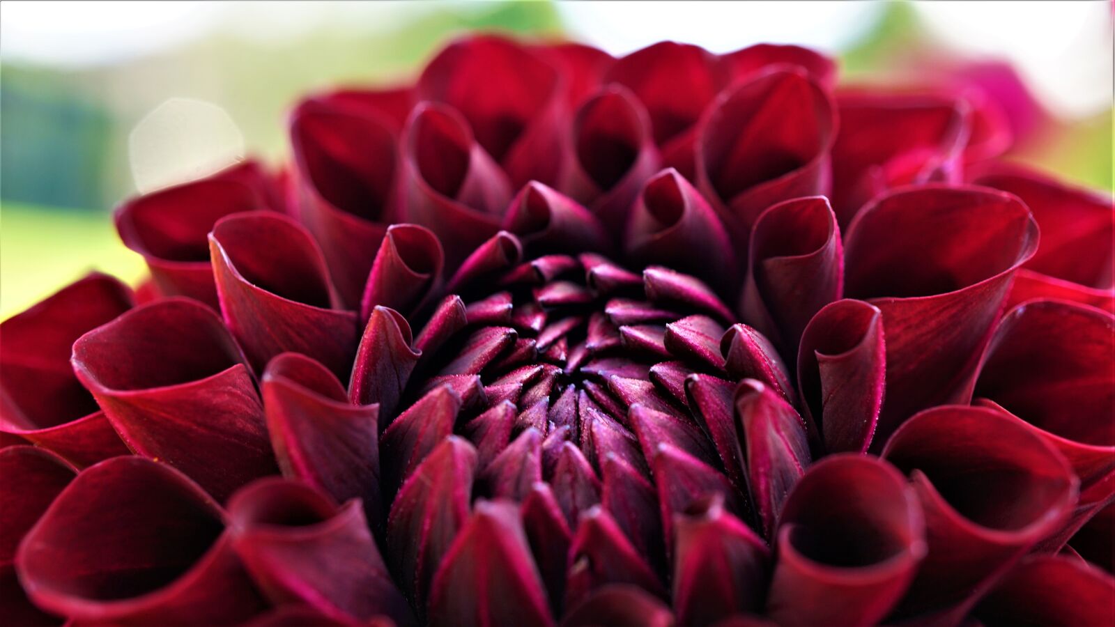Sony E 30mm F3.5 Macro sample photo. Dahlia, blossom, bloom photography