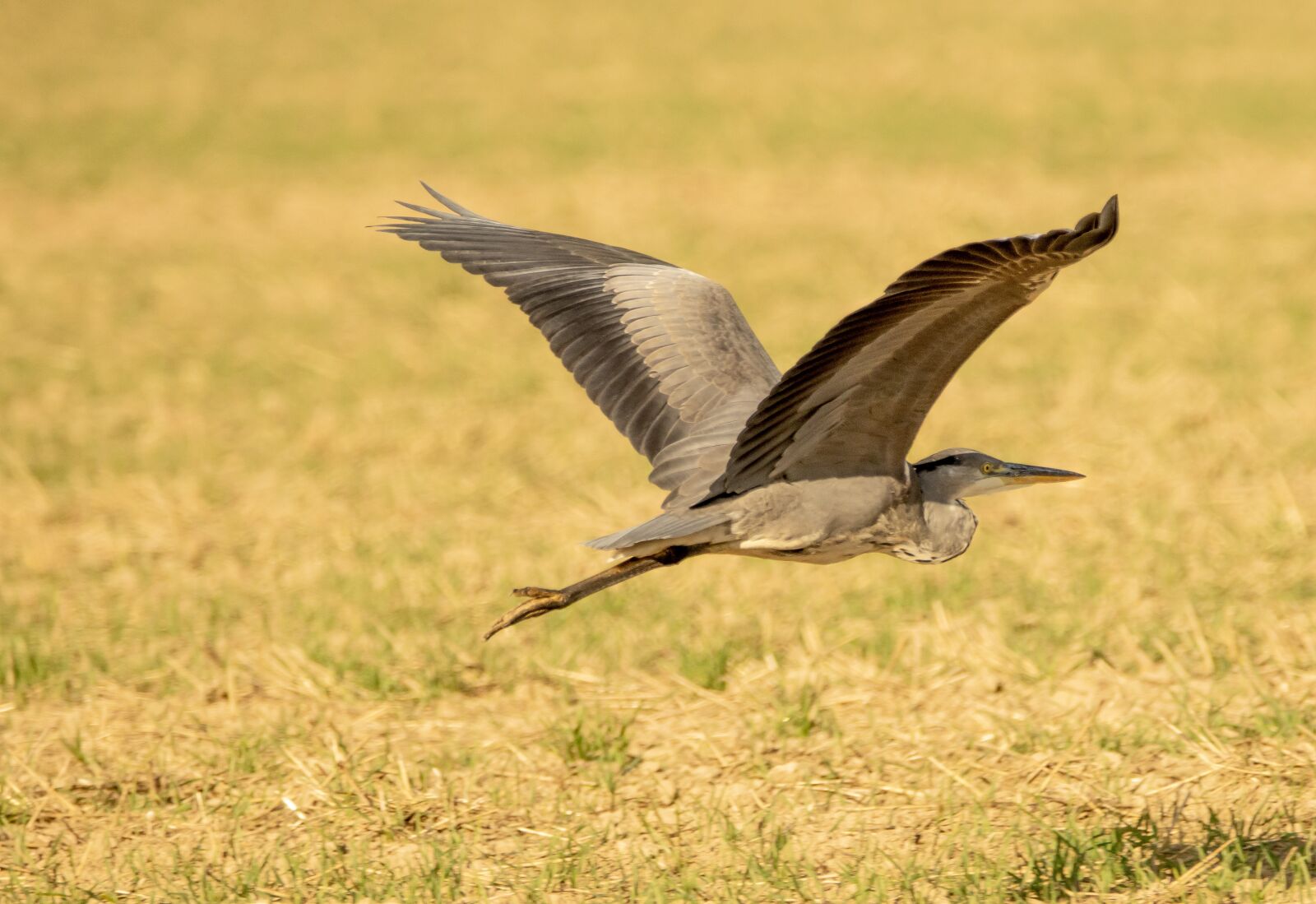 Canon EOS 90D sample photo. Grey heron, bird, flight photography