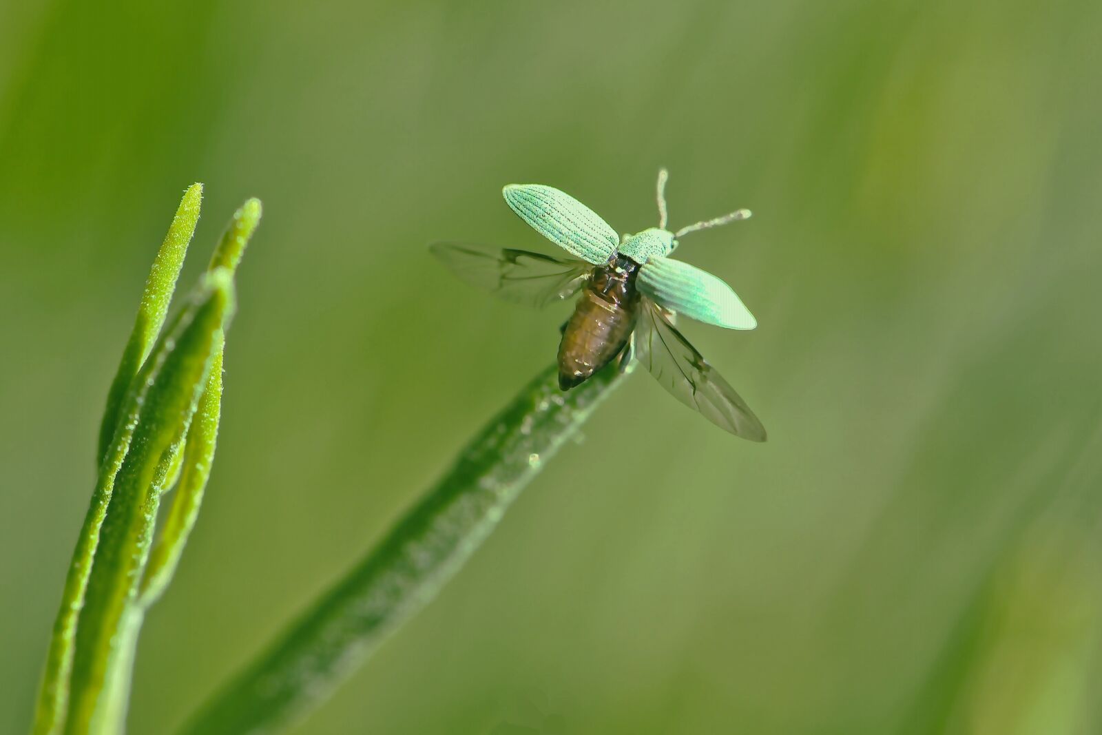Nikon D5600 sample photo. Beetle, green, light green photography