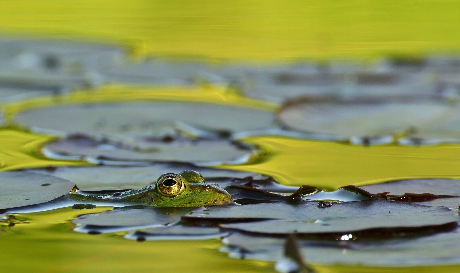 Sony SLT-A77 sample photo. Frog, lake, pond photography