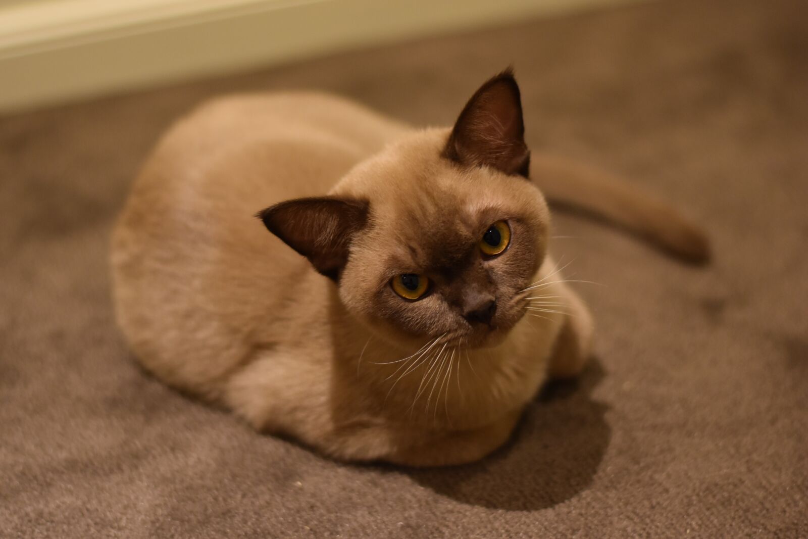 Nikon D5600 sample photo. Burmese, cat, chocolate photography